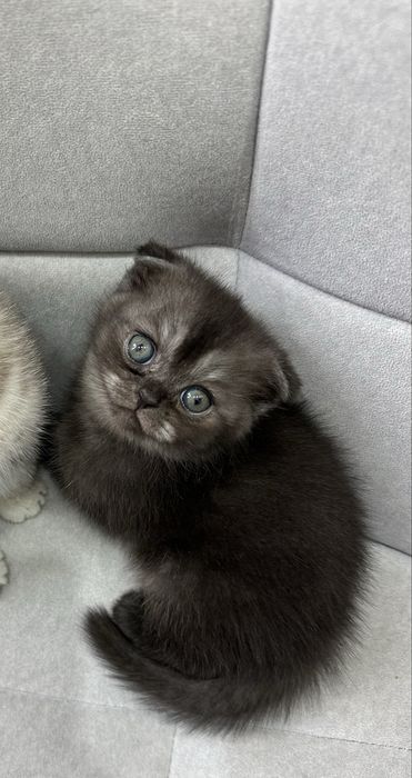 Мысық сатылады 70 000 тг