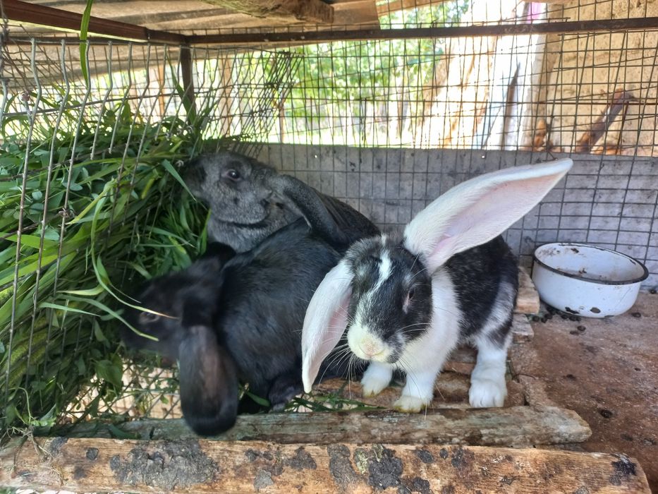 Клетка для кроликов.