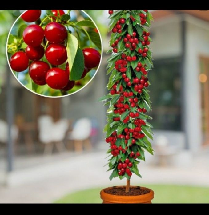 Pomi columnari fructiferi