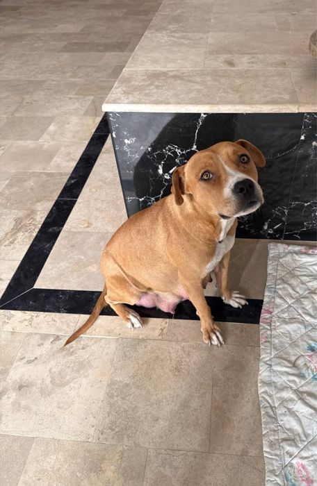 Пристраивается питбуль помесь