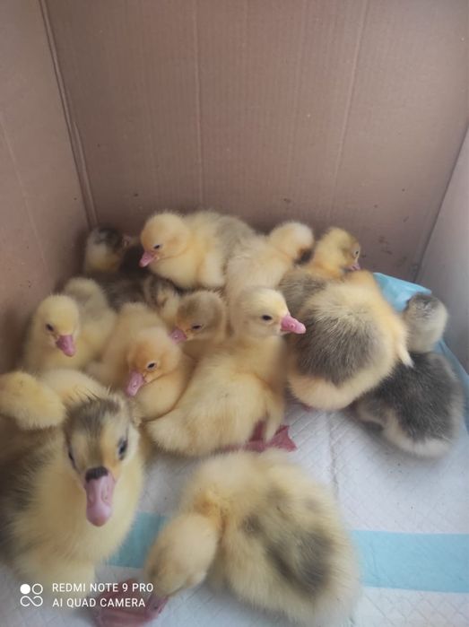 Маленькие гусята