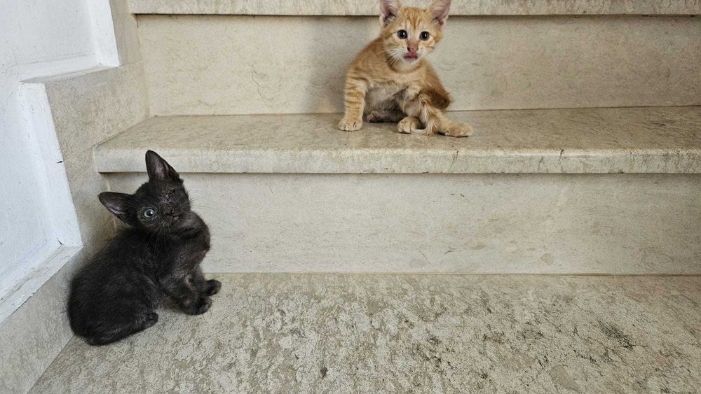 Подарявам малки котета