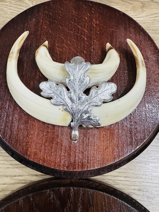 Трофейни зъби от глиган