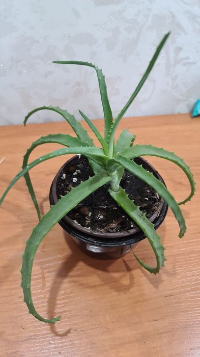 Продам  цветочки