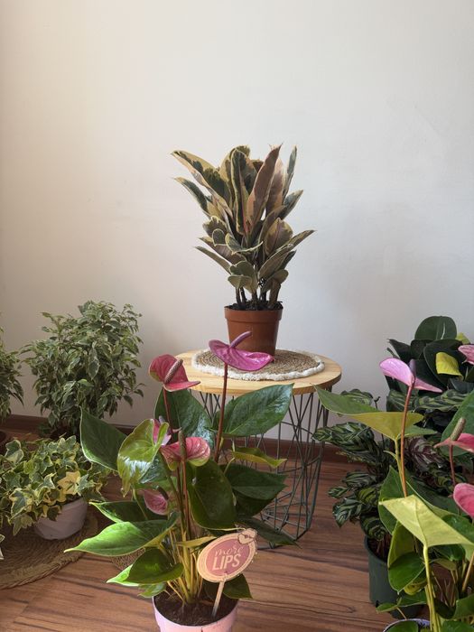 Фикусы в ассортименте