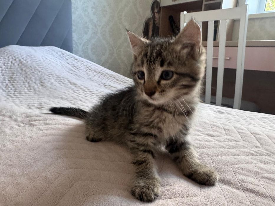 Котята, отдам в добрые руки