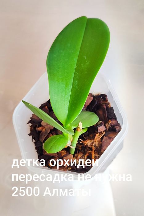 Орхидея детка домашняя