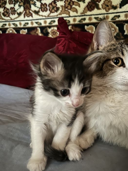 Отдам котят в долрые ручки