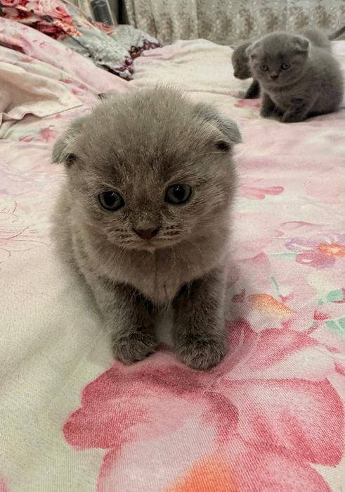 Продаются породистые котята