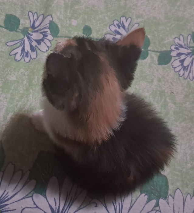 Отдам котёнка девочку в добрые руки