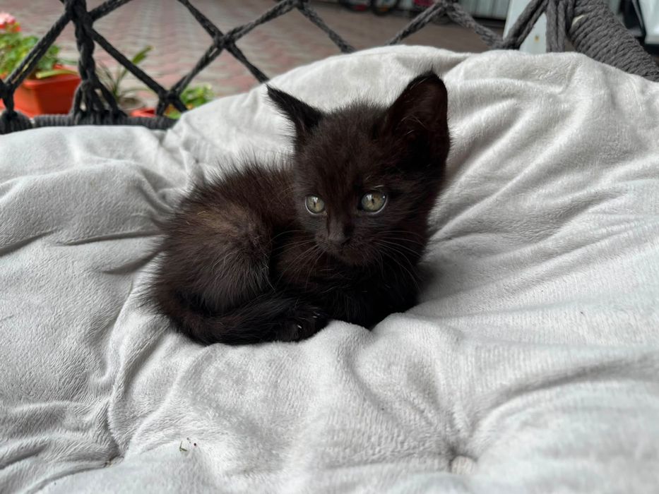Отдам бесплатно котенка