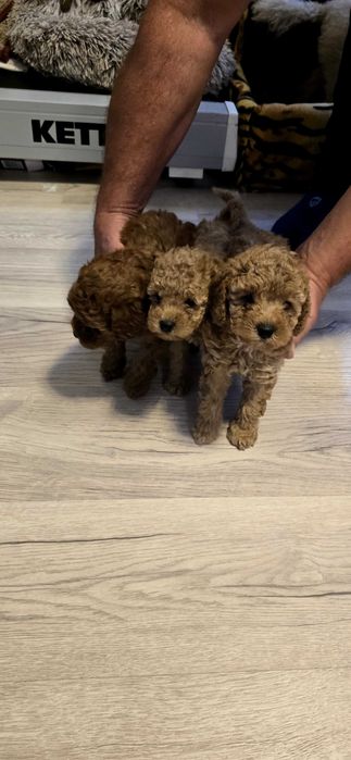 Пудел Той-мини пудел