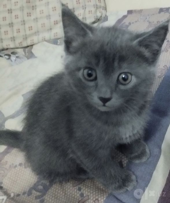 Котенок в добрые руки