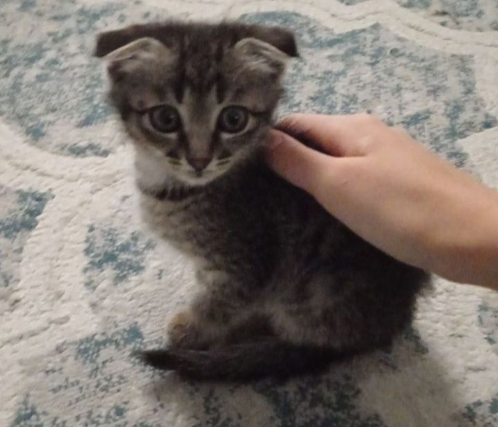 Шотландский вислоухий мальчик