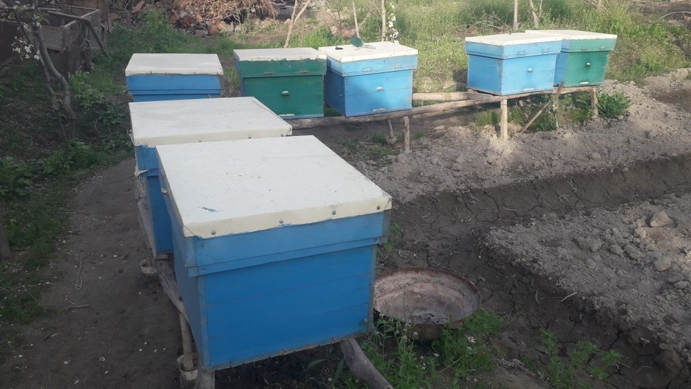 Asalari yashiklari sotiladi