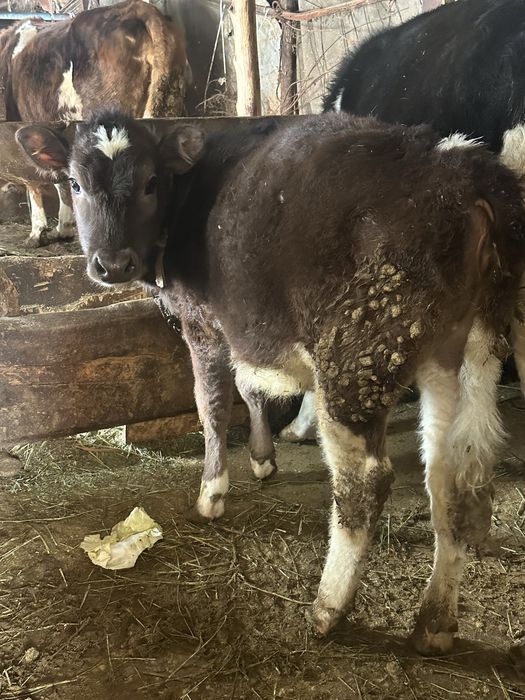 Продам Быка и Телочку