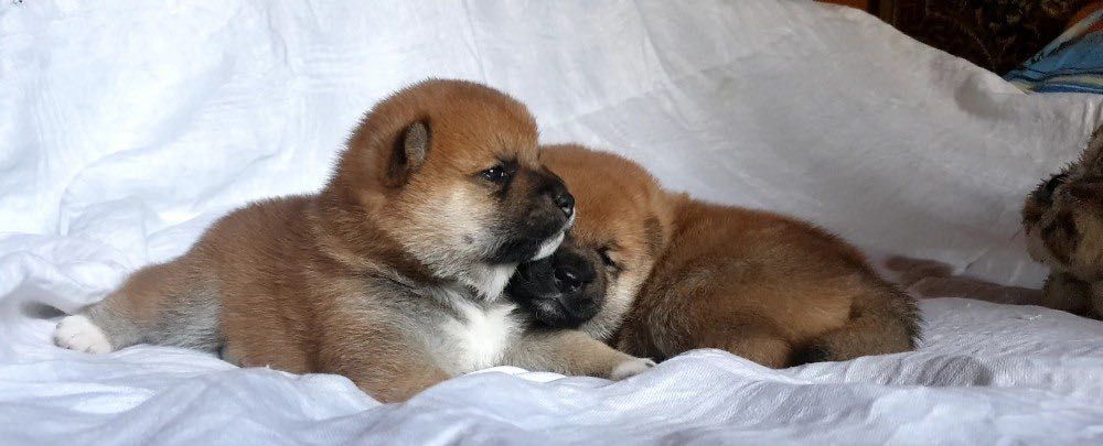 Сибаину два мальчика