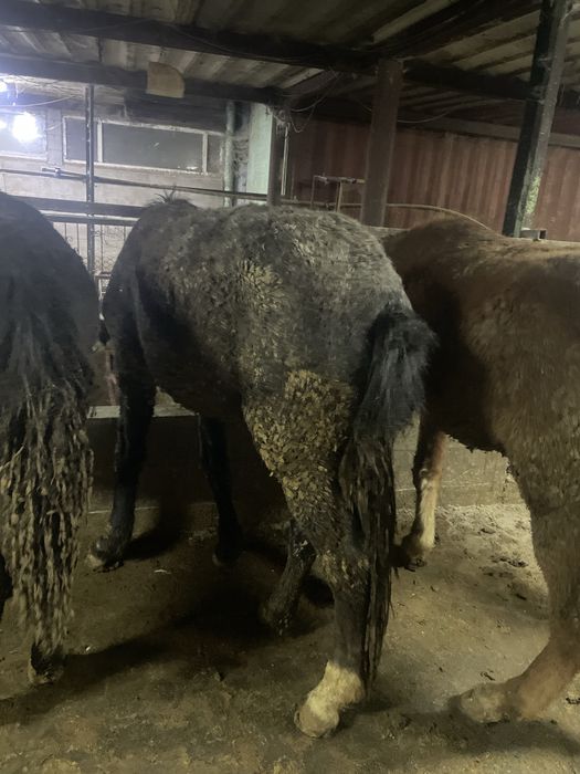 Продам жеребчиков (тай, кунан)