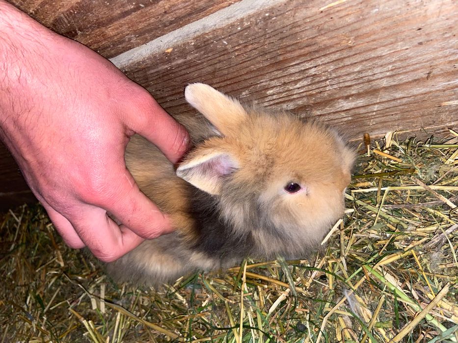 Pui iepuri de rasă pitici și pufosi de camera