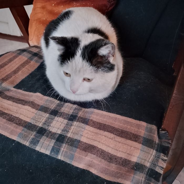 Молодой котик ищет дом.