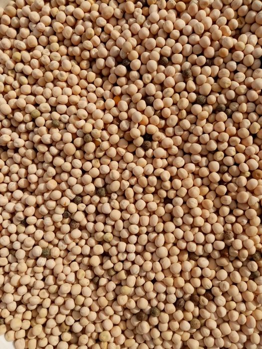 Vând mazăre furajera, bună pentru semanat