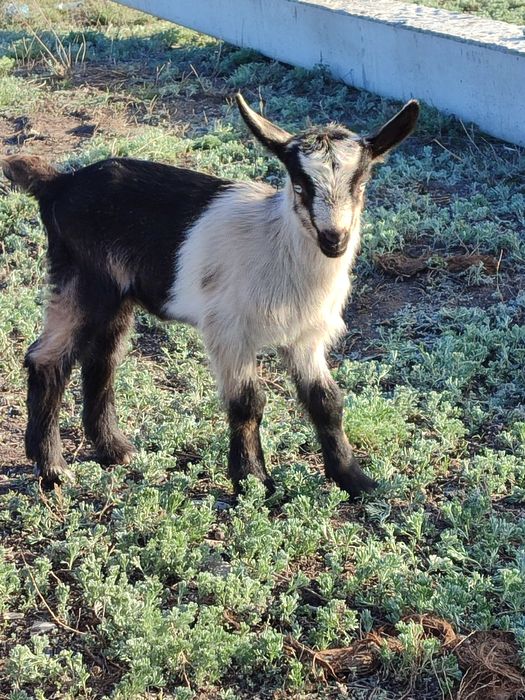 Продам козлика альпийского