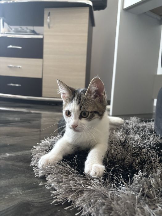 Donez pisici , au 3 luni