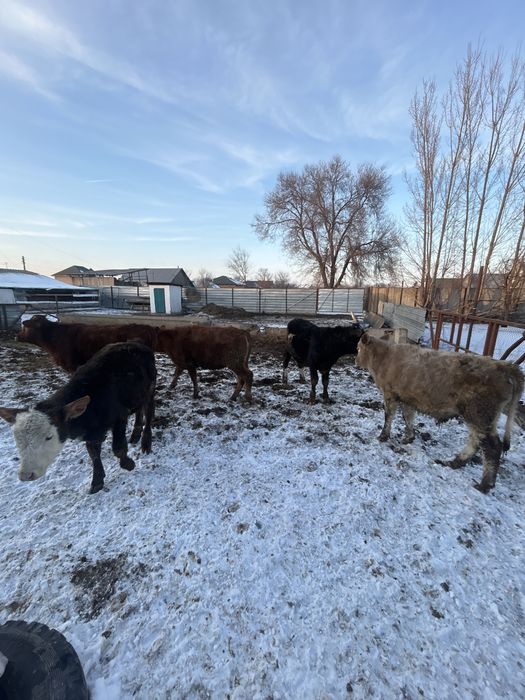 Телятя дамашние