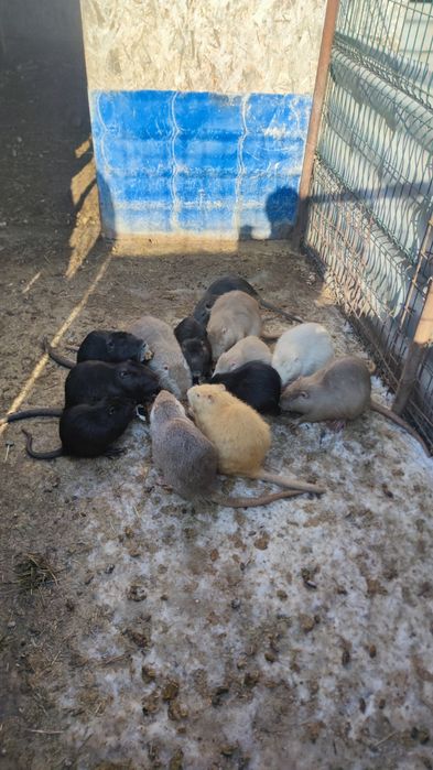 Nutrii adulte și pui