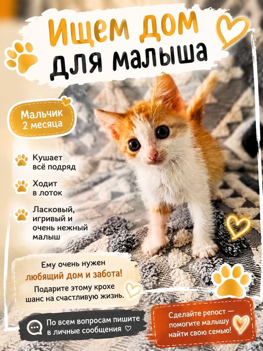 Ищем дом для котят мальчиков