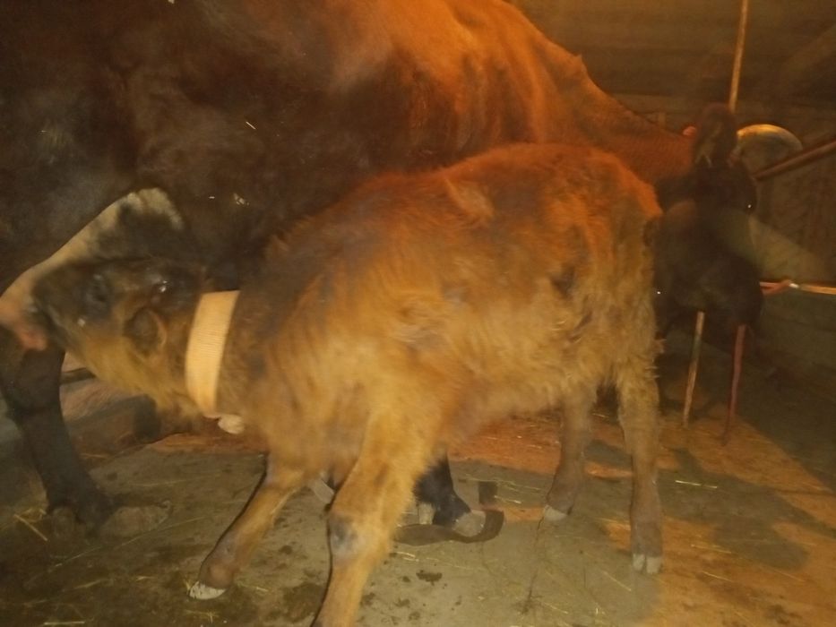 Ona bola sigir sotiladi.