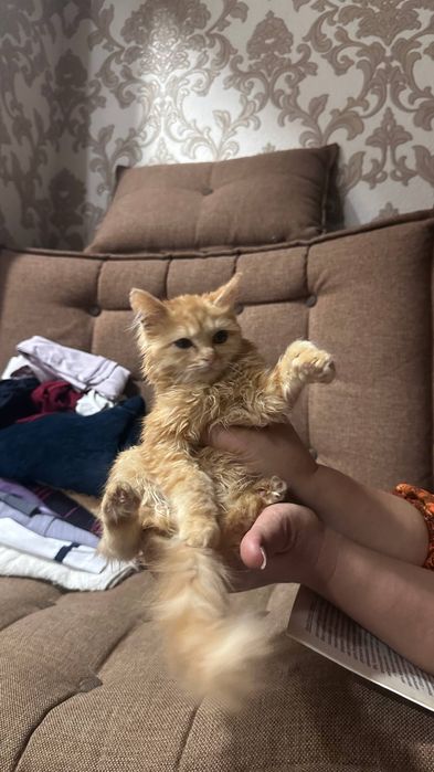 Норвежский лесной котенок