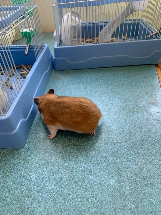 Hamster sichqoncha  2 juft