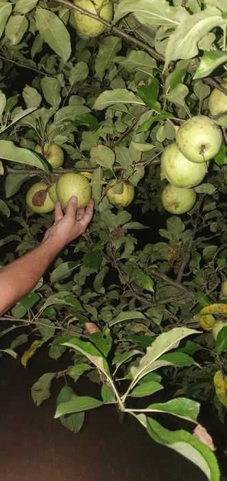 Suc de mere BIO 100%