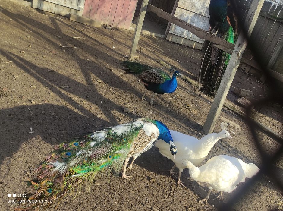 Pauni maturi 3-4 ani.  Pauni 1 an.   Pauni albi