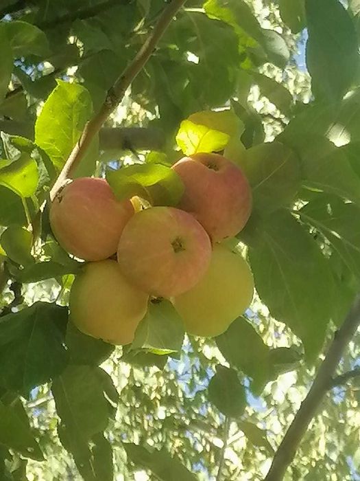 Продам яблоки домашние