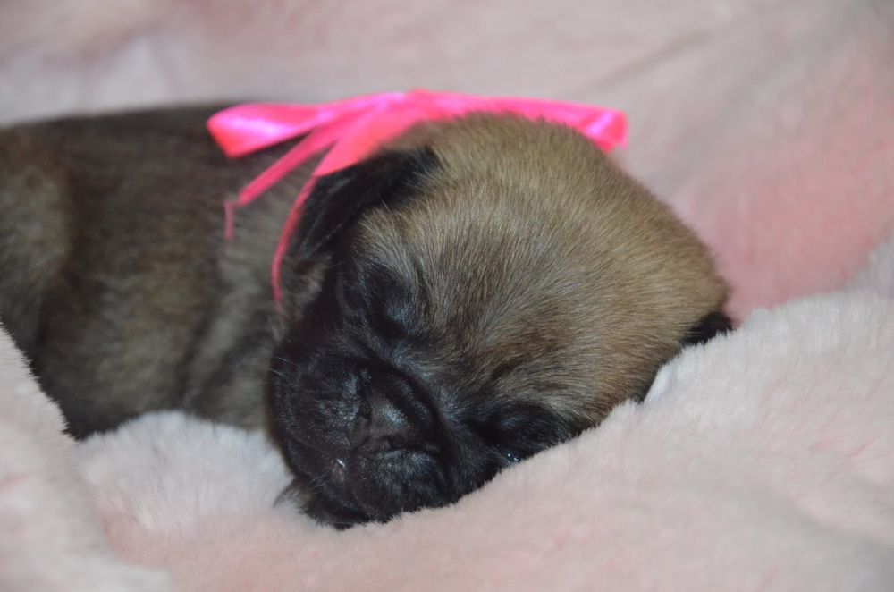 Продам щенков Мопса.