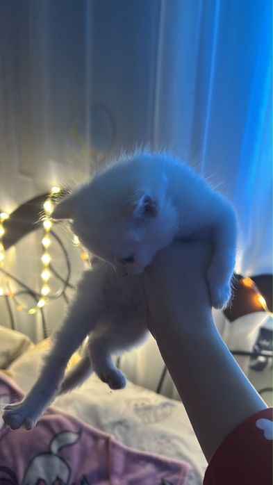 Полуперсидские котята