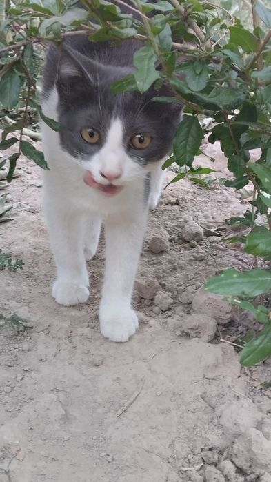 Hadyaga mushuklar.