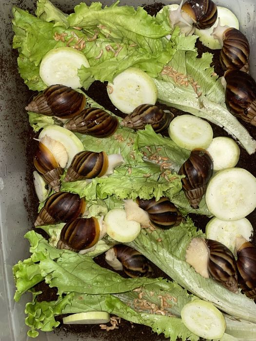 Улитка сотувда шошилинг!