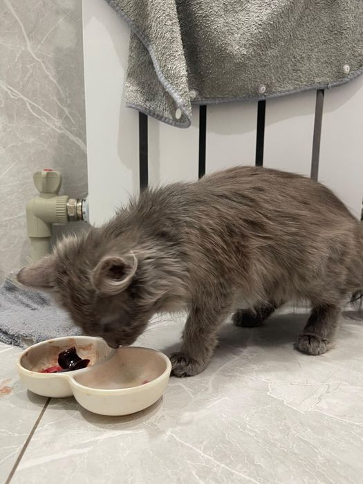 Котёнок в добрые руки!