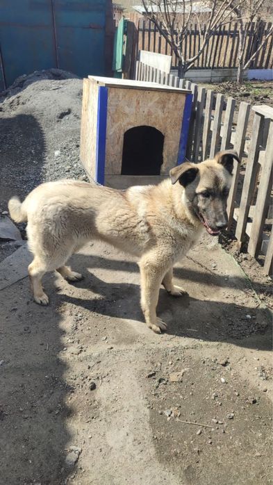 Отдам в добрые руки.