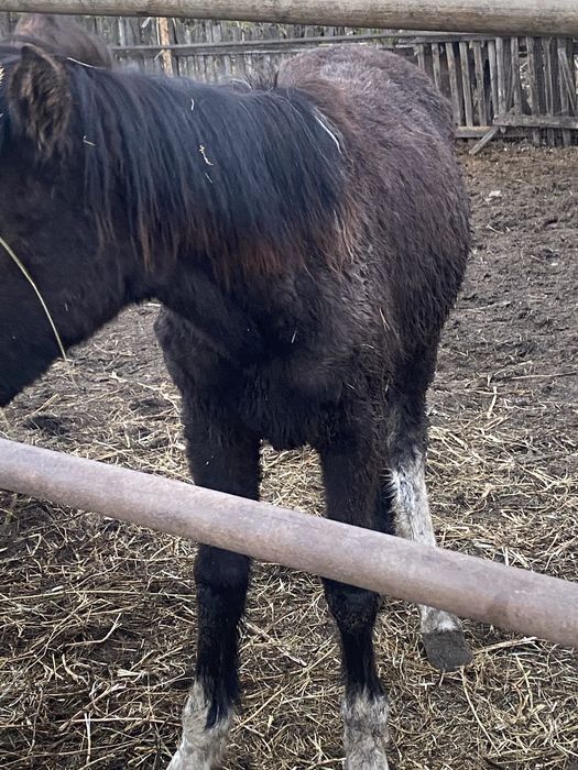 Кобылка активная