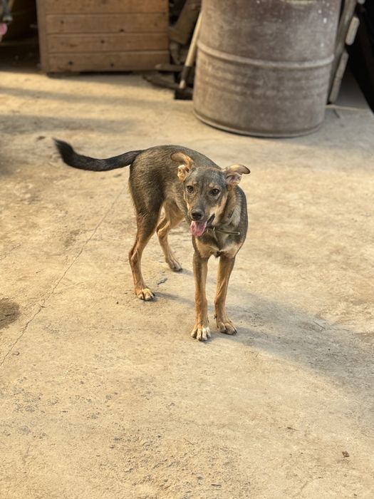 Муха — небольшая собачка ищет дом.