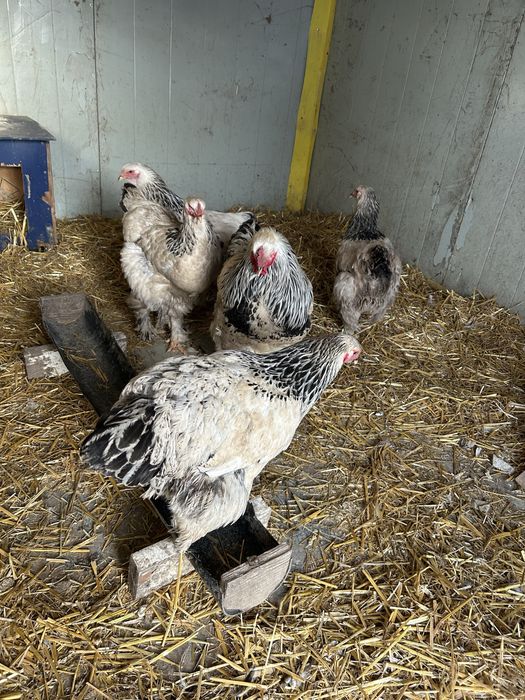 Продам петуха и куриц