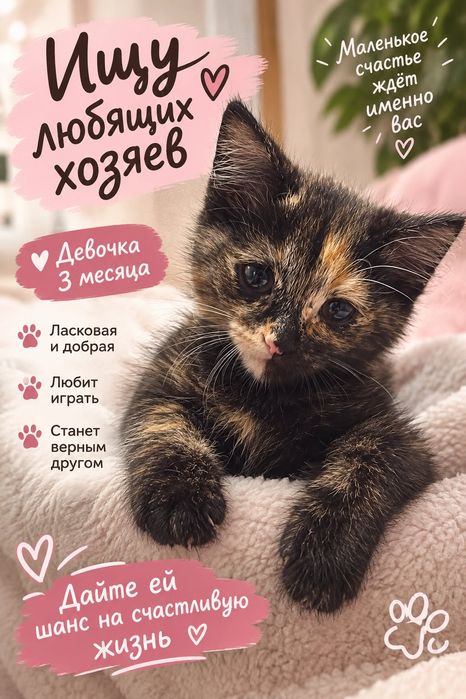 Котёнок девочка ищет дом