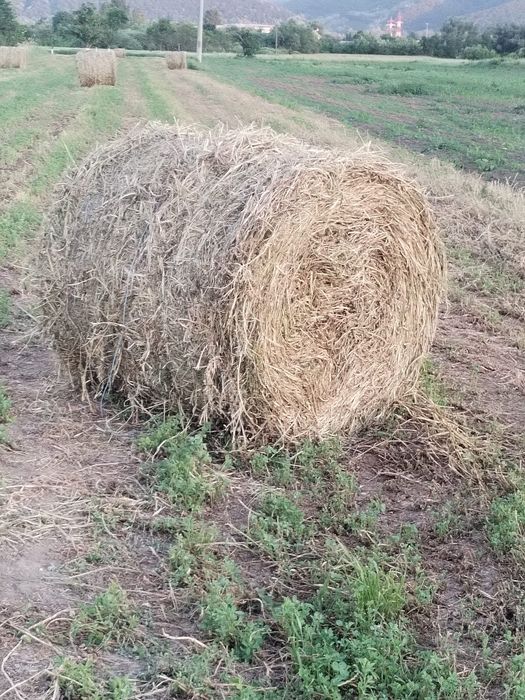 Baloți de lucernă