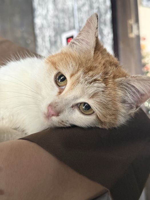 кошечка в добрые руки