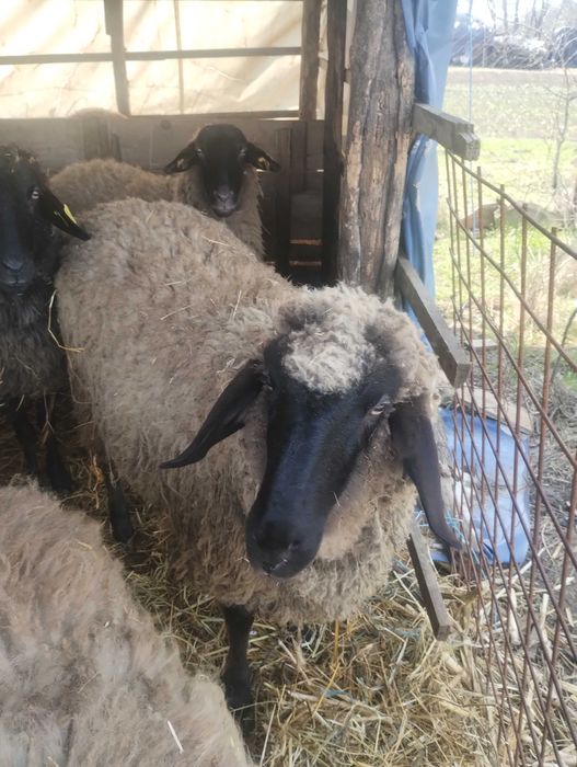 Vînd berbecuț disponibil pentru pastramă