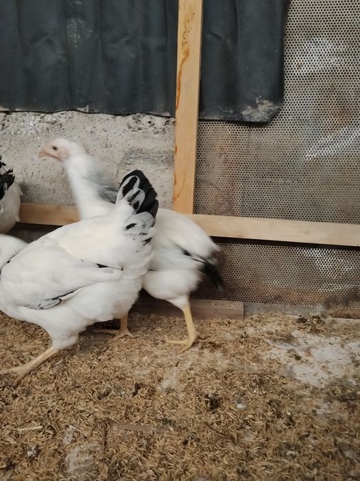 Adler tovuqlar sotiladi 2 dona